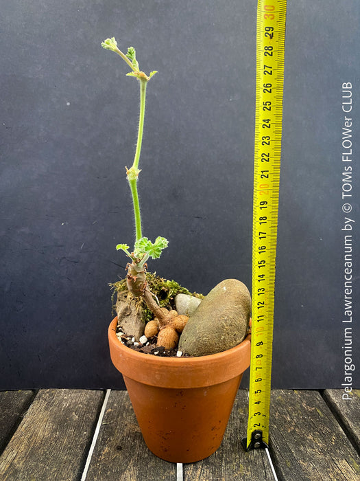 Rare Pelargonium lawrenceanum cultivated as collector specimen plant for sale at TOMs FLOWer CLUB