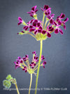 Rare Pelargonium lawrenceanum cultivated as collector specimen plant