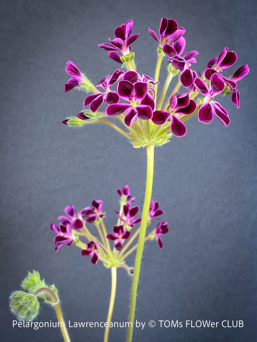 Rare Pelargonium lawrenceanum cultivated as collector specimen plant