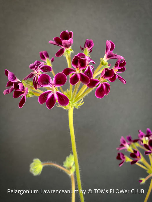 Flowers of Rare Pelargonium lawrenceanum cultivated as collector specimen plant