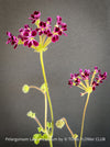 Flowering Pelargonium lawrenceanum seasonal geranium plant in TOMs FLOWer CLUB collection