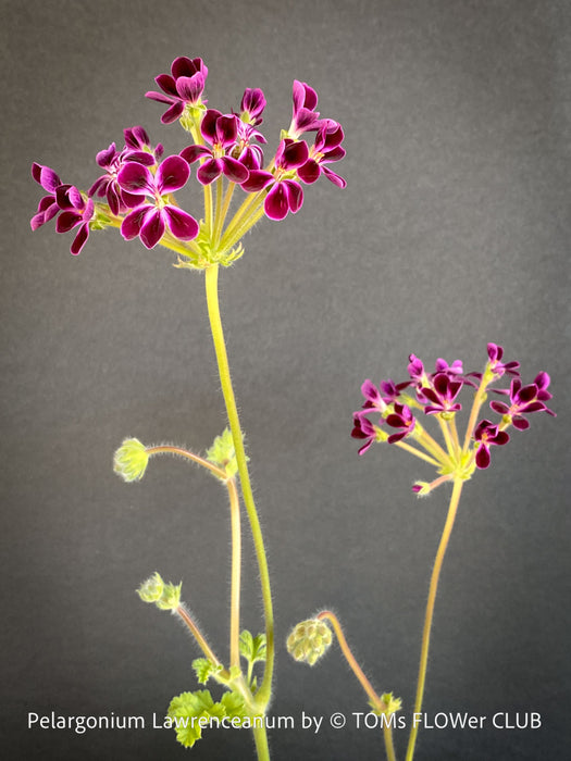 Flowering Pelargonium lawrenceanum seasonal geranium plant in TOMs FLOWer CLUB collection