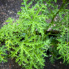 Pelargonium Pseudoglutinosum, organically grown tropical South African plants for sale at TOMs FLOWer CLUB