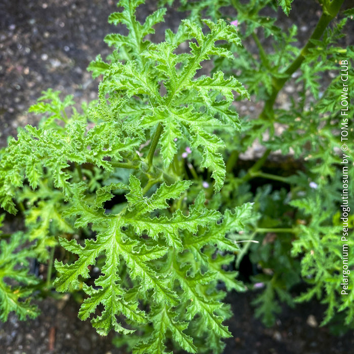 Pelargonium Pseudoglutinosum, organically grown tropical South African plants for sale at TOMs FLOWer CLUB