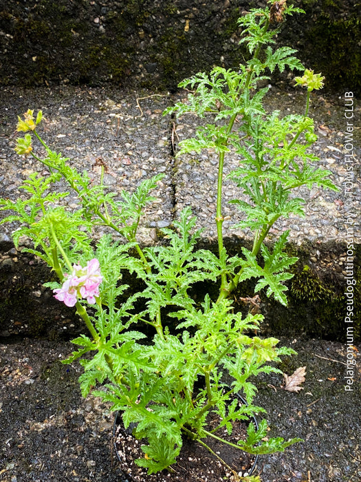 Pelargonium Pseudoglutinosum, organically grown tropical South African plants for sale at TOMs FLOWer CLUB
