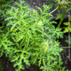 Pelargonium Pseudoglutinosum, organically grown tropical South African plants for sale at TOMs FLOWer CLUB