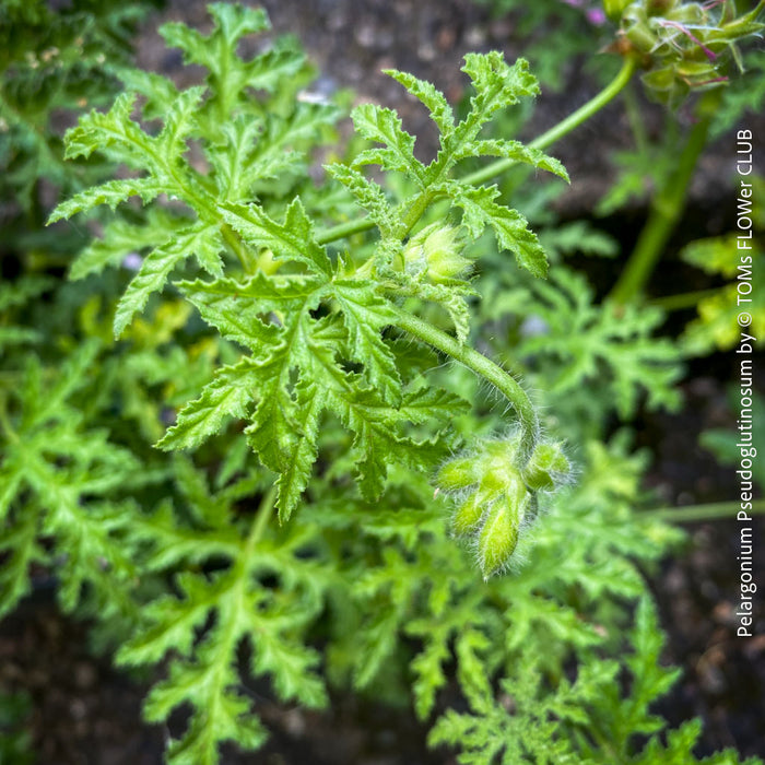 Pelargonium Pseudoglutinosum, organically grown tropical South African plants for sale at TOMs FLOWer CLUB