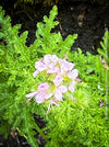 Pelargonium Pseudoglutinosum, organically grown tropical South African plants for sale at TOMs FLOWer CLUB