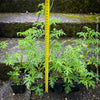 Pelargonium Pseudoglutinosum, organically grown tropical South African plants for sale at TOMs FLOWer CLUB