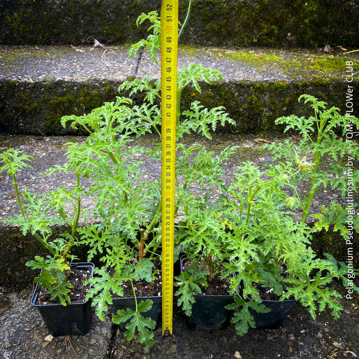 Pelargonium Pseudoglutinosum, organically grown tropical South African plants for sale at TOMs FLOWer CLUB