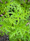 Pelargonium Pseudoglutinosum, organically grown tropical South African plants for sale at TOMs FLOWer CLUB