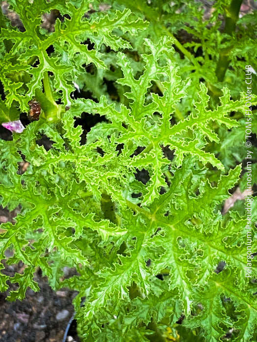 Pelargonium Pseudoglutinosum, organically grown tropical South African plants for sale at TOMs FLOWer CLUB