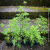 Pelargonium Pseudoglutinosum, organically grown tropical South African plants for sale at TOMs FLOWer CLUB