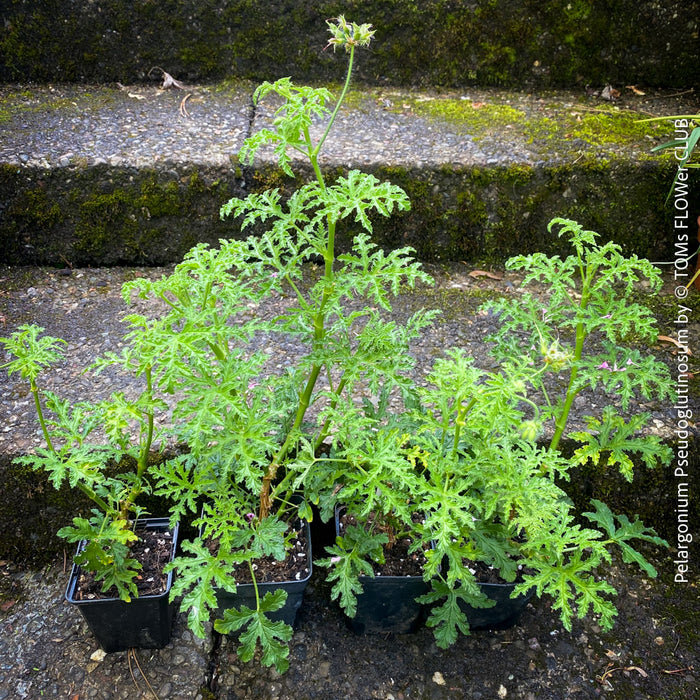 Pelargonium Pseudoglutinosum, organically grown tropical South African plants for sale at TOMs FLOWer CLUB