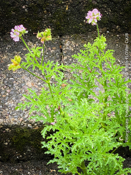 Pelargonium Pseudoglutinosum, organically grown tropical South African plants for sale at TOMs FLOWer CLUB