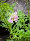 pink flower of Pelargonium Pseudoglutinosum, organically grown tropical South African plants for sale at TOMs FLOWer CLUB