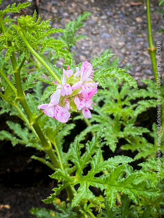 pink flower of Pelargonium Pseudoglutinosum, organically grown tropical South African plants for sale at TOMs FLOWer CLUB