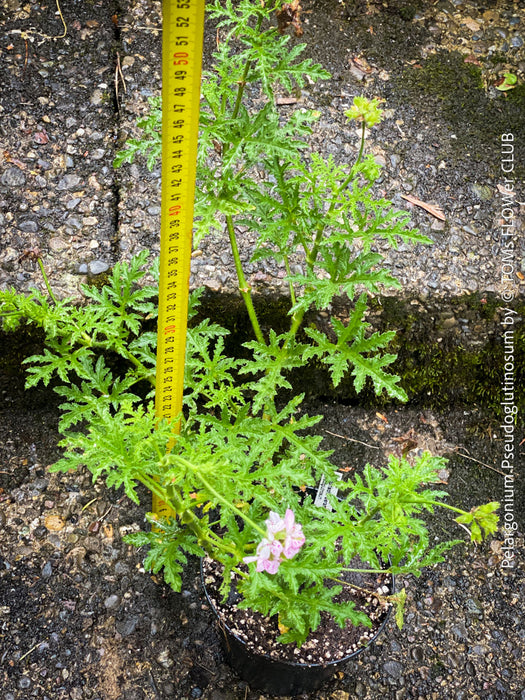 Pelargonium Pseudoglutinosum, organically grown tropical South African plants for sale at TOMs FLOWer CLUB