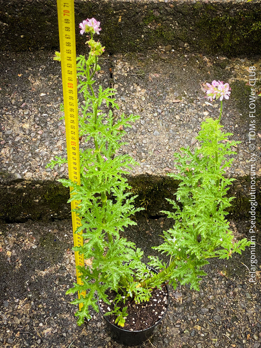 Pelargonium Pseudoglutinosum, organically grown tropical South African plants for sale at TOMs FLOWer CLUB