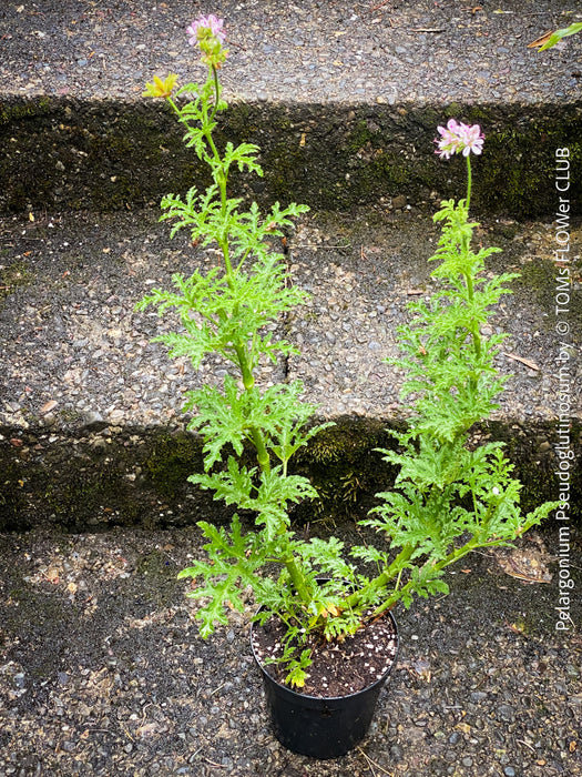 Pelargonium Pseudoglutinosum, organically grown tropical South African plants for sale at TOMs FLOWer CLUB