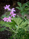 Pelargonium Rosat - Pelargonium graveolens - Scented / Rose Pelargonium, organically grown tropical South African plants for sale at TOMs FLOWer CLUB.