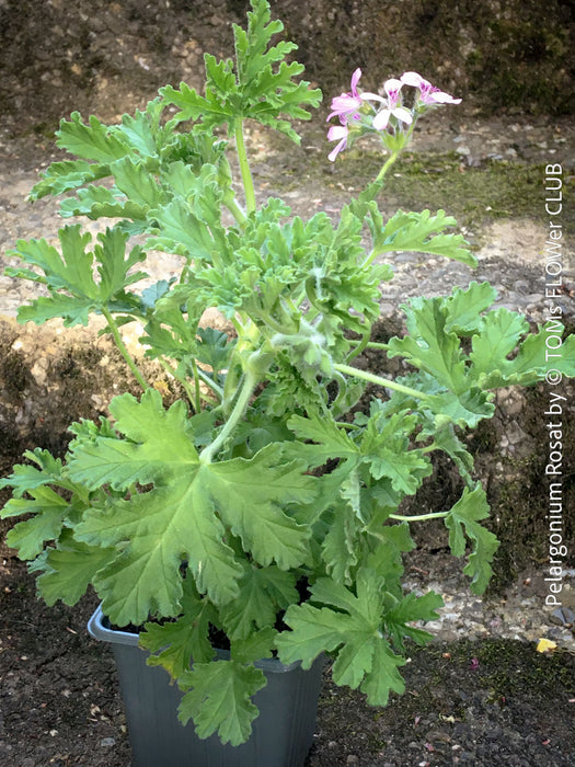 Pelargonium Rosat - Pelargonium graveolens - Scented / Rose Pelargonium, organically grown tropical South African plants for sale at TOMs FLOWer CLUB.