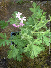 Pelargonium Rosat - Pelargonium graveolens - Scented / Rose Pelargonium, organically grown tropical South African plants for sale at TOMs FLOWer CLUB.