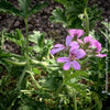 Pelargonium Rosat - Pelargonium graveolens - Scented / Rose Pelargonium, organically grown tropical South African plants for sale at TOMs FLOWer CLUB.