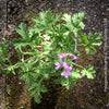 Pelargonium Rosat - Pelargonium graveolens - Scented / Rose Pelargonium, organically grown tropical South African plants for sale at TOMs FLOWer CLUB.