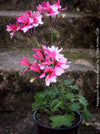 Pelargonium Rushmoor Rowan collector geranium elegant indoor outdoor plant for sale at TOMs FLOWer CLUB Zurich Switzerland