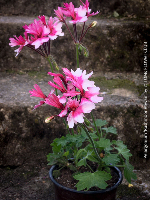 Pelargonium Rushmoor Rowan collector geranium elegant indoor outdoor plant for sale at TOMs FLOWer CLUB Zurich Switzerland