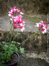 Pelargonium Rushmoor Rowan collector geranium elegant indoor outdoor plant for sale at TOMs FLOWer CLUB Zurich Switzerland