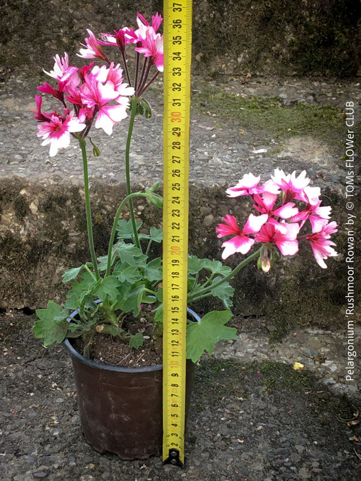 rare Pelargonium Rushmoor Rowan potted ornamental pelargonium plant for sale at TOMs FLOWer CLUB Zurich Switzerland