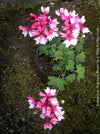 Pelargonium Rushmoor Rowan bushy growth decorative pelargonium sunny location plant for sale at TOMs FLOWer CLUB Zurich Switzerland
