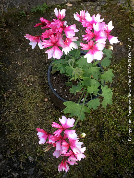 Pelargonium Rushmoor Rowan bushy growth decorative pelargonium sunny location plant for sale at TOMs FLOWer CLUB Zurich Switzerland