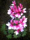 Pelargonium Rushmoor Rowan flowering pink mauve pelargonium collector plant for sale at TOMs FLOWer CLUB Zurich Switzerland