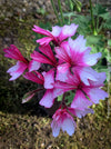 Pelargonium Rushmoor Rowan rare collector pelargonium ornamental plant for sale at TOMs FLOWer CLUB Zurich Switzerland