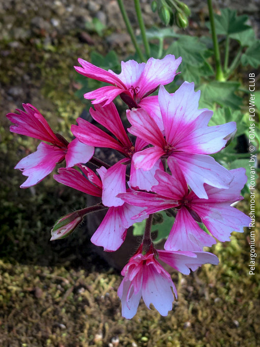 Pelargonium Rushmoor Rowan rare collector pelargonium ornamental plant for sale at TOMs FLOWer CLUB Zurich Switzerland