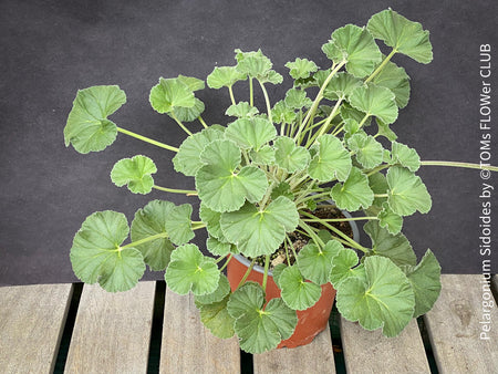 Pelargonium sidoides, organically grown tropical plants for sale at TOMs FLOWer CLUB., Umckaloabo, Heilkraut, Heilkräuter, Südafrikanische Kapland-Pelargonie