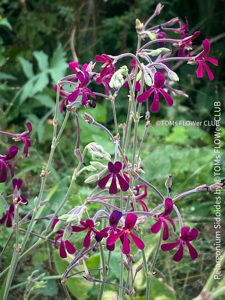 Pelargonium sidoides, organically grown tropical plants for sale at TOMs FLOWer CLUB., Umckaloabo, Heilkraut, Heilkräuter, Südafrikanische Kapland-Pelargonie