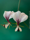 Pelargonium Tetragonum, organically grown succulent plants for sale at TOMs FLOWer CLUB.