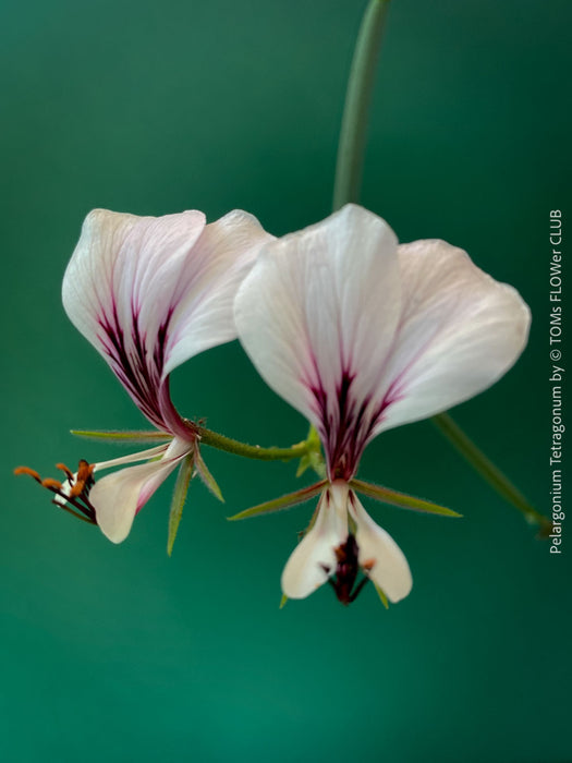 Pelargonium Tetragonum, organically grown succulent plants for sale at TOMs FLOWer CLUB.