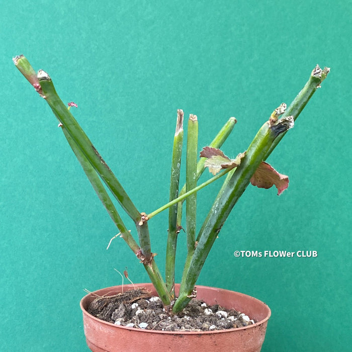 Pelargonium Tetragonum, organically grown succulent plants for sale at TOMs FLOWer CLUB.