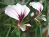 Pelargonium Tetragonum, organically grown succulent plants for sale at TOMs FLOWer CLUB.