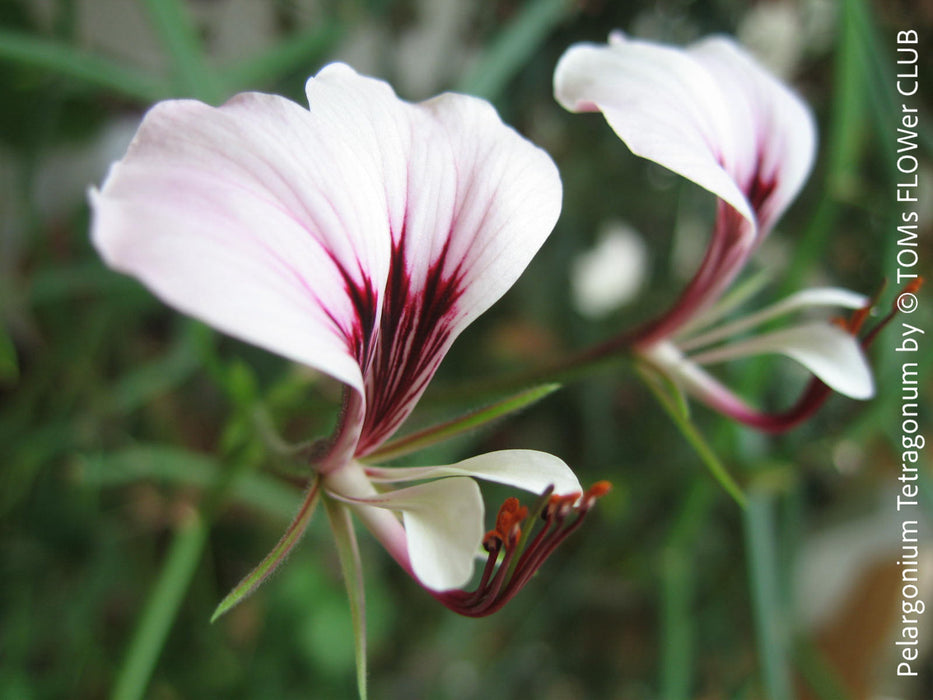 Pelargonium Tetragonum, organically grown succulent plants for sale at TOMs FLOWer CLUB.