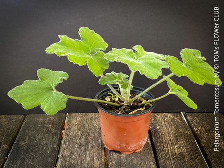 Pelargonium Tomentosum, Felty Scented Geranium, Mint Geranium, Minzengaranium, Pelargonie, Minze, duftend, organically grown, TOMs FLOWer CLUB