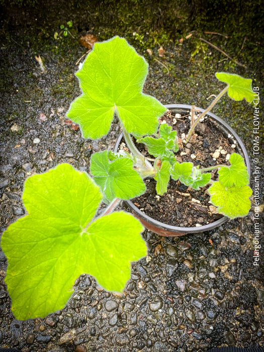 Pelargonium Tomentosum, Felty Scented Geranium, Mint Geranium, Minzengaranium, Pelargonie, Minze, duftend, organically grown, TOMs FLOWer CLUB