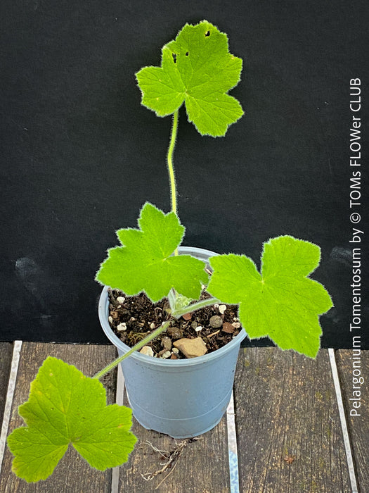 Pelargonium Tomentosum, Felty Scented Geranium, Mint Geranium, Minzengaranium, Pelargonie, Minze, duftend, organically grown, TOMs FLOWer CLUB