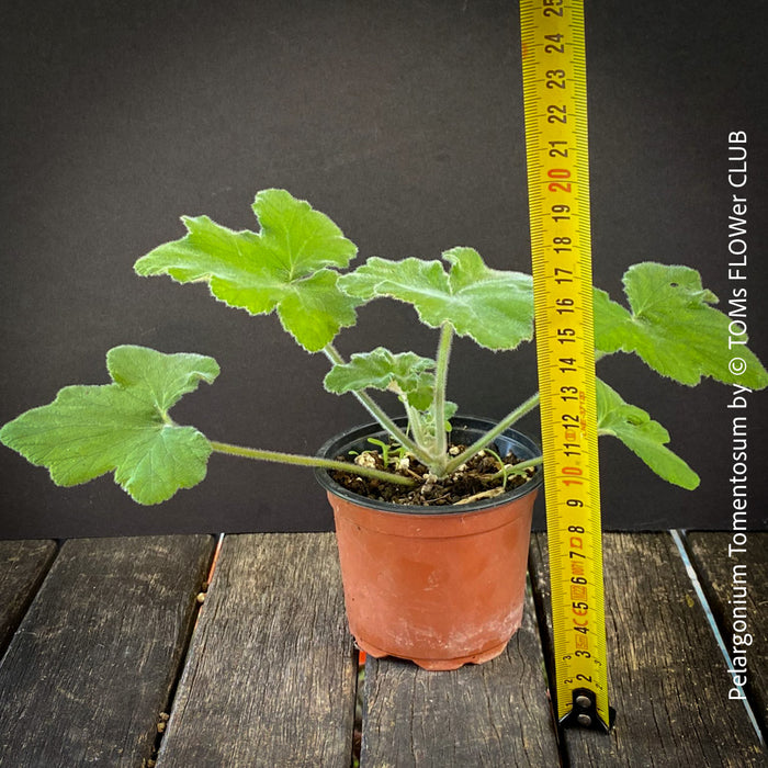 Pelargonium Tomentosum, Felty Scented Geranium, Mint Geranium, Minzengaranium, Pelargonie, Minze, duftend, organically grown, TOMs FLOWer CLUB