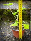 Pelargonium Tomentosum, Felty Scented Geranium, Mint Geranium, Minzengaranium, Pelargonie, Minze, duftend, organically grown, TOMs FLOWer CLUB